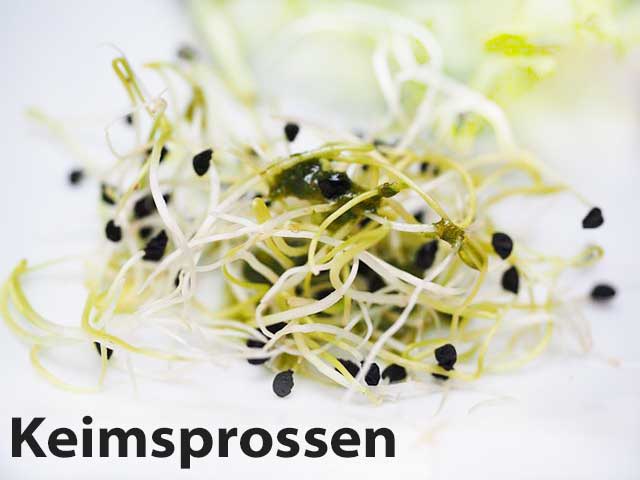 Keimsprossen Saatgut