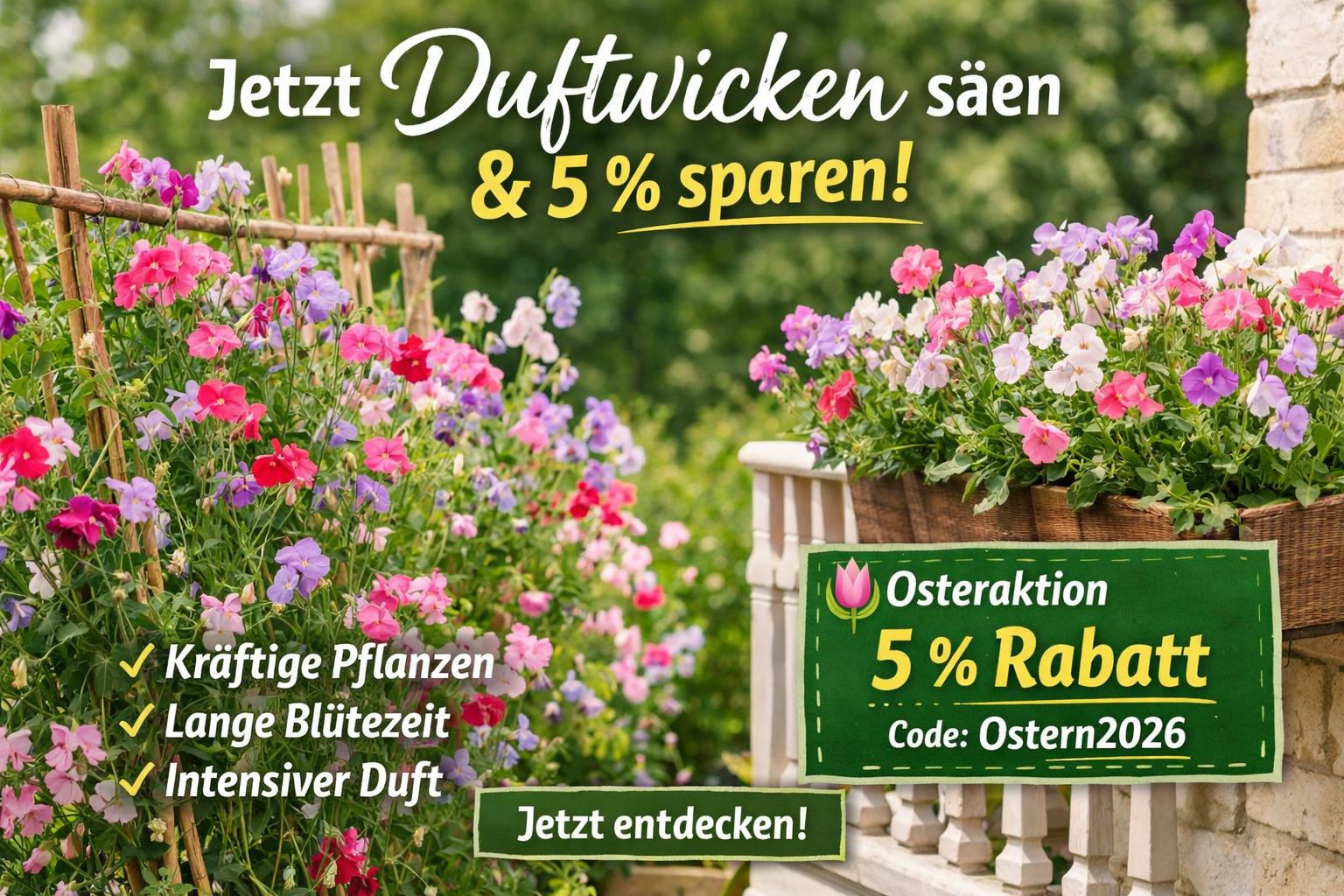 Duftwicken aussäen: Der richtige Zeitpunkt & die besten Tipps - Duftwicken aussäen: Tipps, Zeitpunkt & 5 % Rabatt sichern