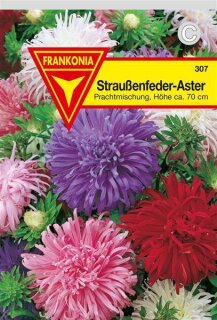 Astern Strau&szlig;enfeder Frankonia Samen