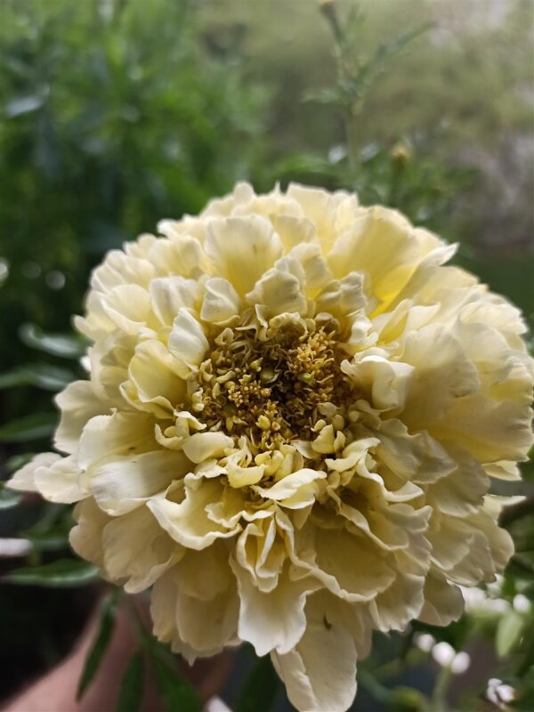 Studentenblume Weie Tagetes - Gemse-, Blumen- und Krutersamen - On