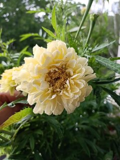 Studentenblume Wei&szlig;e Tagetes