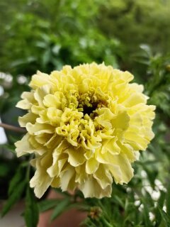 Studentenblume Wei&szlig;e Tagetes