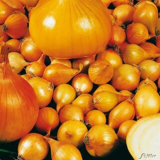 Wintersteckzwiebeln Senshy Yellow 250 g