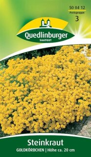Steinkraut Goldköpfchen