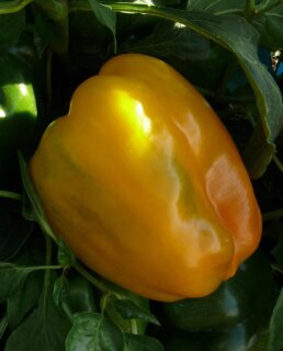 Gelber Paprika Blocky Yellow F1