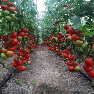 Stabtomate Moldoveanu F1