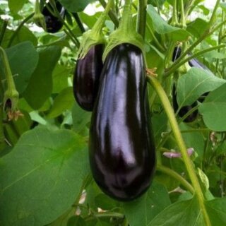 Aubergine Minerva F1