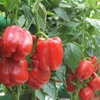 Paprika Galia F1