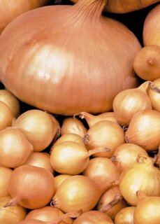 Steckzwiebeln Stuttgarter Riesen 2 * 500 g