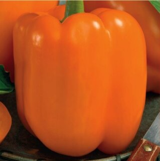 Paprika Gourmet F1