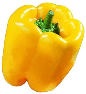Gelber Paprika Satrapo F1