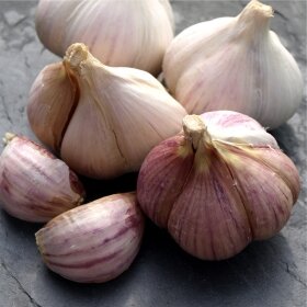 Pflanzknoblauch lila 3 Knollen