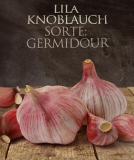 Pflanzknoblauch lila  3 Knollen
