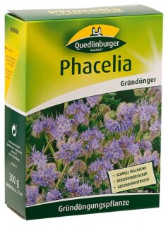 Phacelia