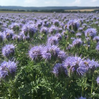 Phacelia Bienenwiese und Gr&uuml;nd&uuml;nger
