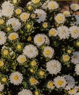 Amnesia Haze Auto - 3 seeds