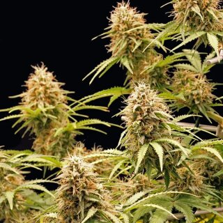 Cannabissamen Amnesia Haze Auto - 3 Samen