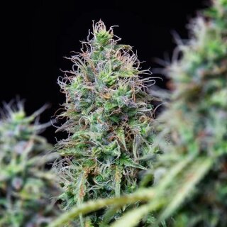 Cannabissamen Amnesia Haze Auto - 3 Samen