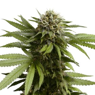 Cannabissamen Apple Fritter Auto - 3 Samen