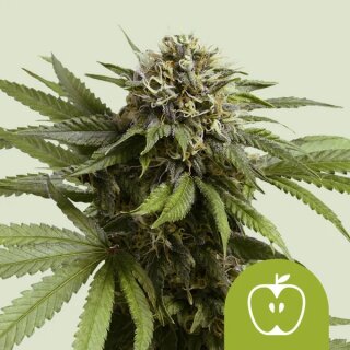 Cannabissamen Apple Fritter Auto - 3 Samen