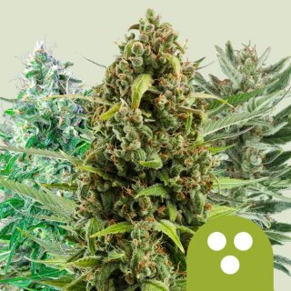Cannabissamen Autoflowering Mix - 3 Samen