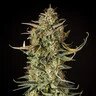 Cannabissamen Fat Banana Auto - 3 Samen