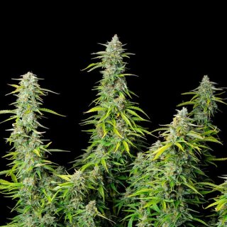 Cannabissamen Northern Light Auto - 3 Samen