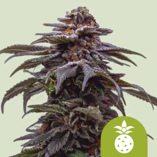 Cannabissamen Tropicana Cookies Purple Auto - 3 Samen