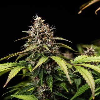 Cannabissamen White Widow Auto - 3 Samen
