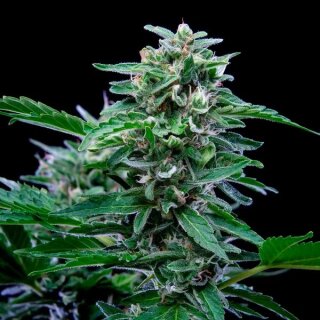 Cannabissamen Stress Killer Automatic CBD - 3 Samen