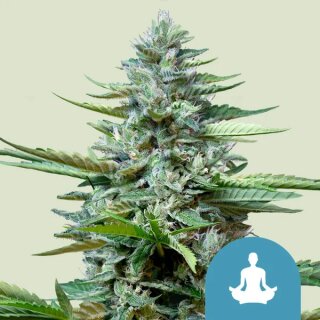 Cannabissamen Stress Killer Automatic CBD - 3 Samen