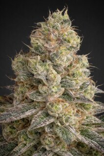 Cannabissamen Mack and Crack Automatic - 3 Samen