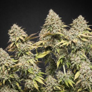 Cannabissamen Rucu Cucu OG Automatic - 3 Samen