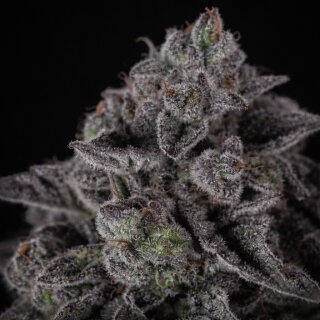 Cannabissamen Apollo Black Cherry Automatic  - 3 Samen