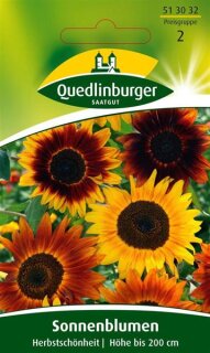 Sonnenblumen Herbstschönheit