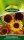 Sonnenblumen Herbstschönheit
