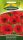 Klatschmohn Rot