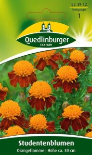 Studentenblumen Orangeflamme