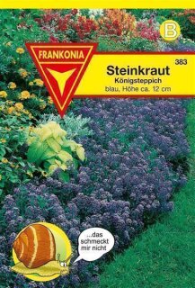 Steinkraut K&ouml;nigsteppich blau Frankonia Samen