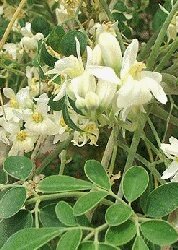 Moringa (Saatgut)