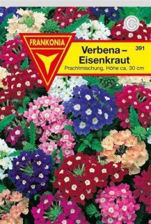 Verbena Eisenkraut Frankonia Samen