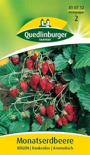 Monatserdbeeren R&uuml;gen