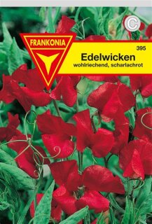 Edel-Wicken rot Frankonia Samen