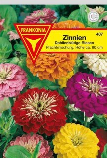 Zinnien dahlienbl&uuml;tige Mischung Frankonia Samen