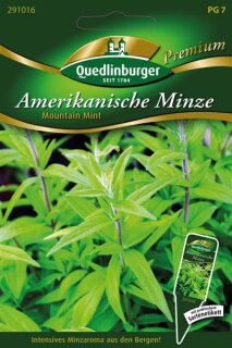 Amerikanische Minze