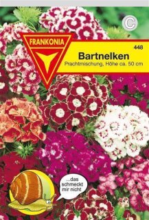 Bartnelken Mischung Frankonia Samen