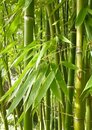Smaragd - Bambus