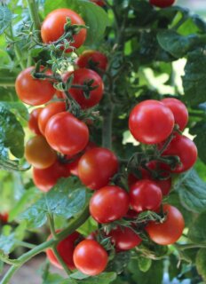 Tomate Veranda Red F1