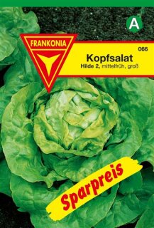 Kopfsalat Hilde