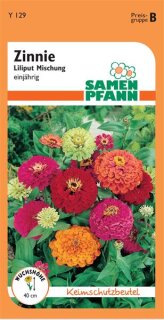 Zinnien Lilliput Mischung